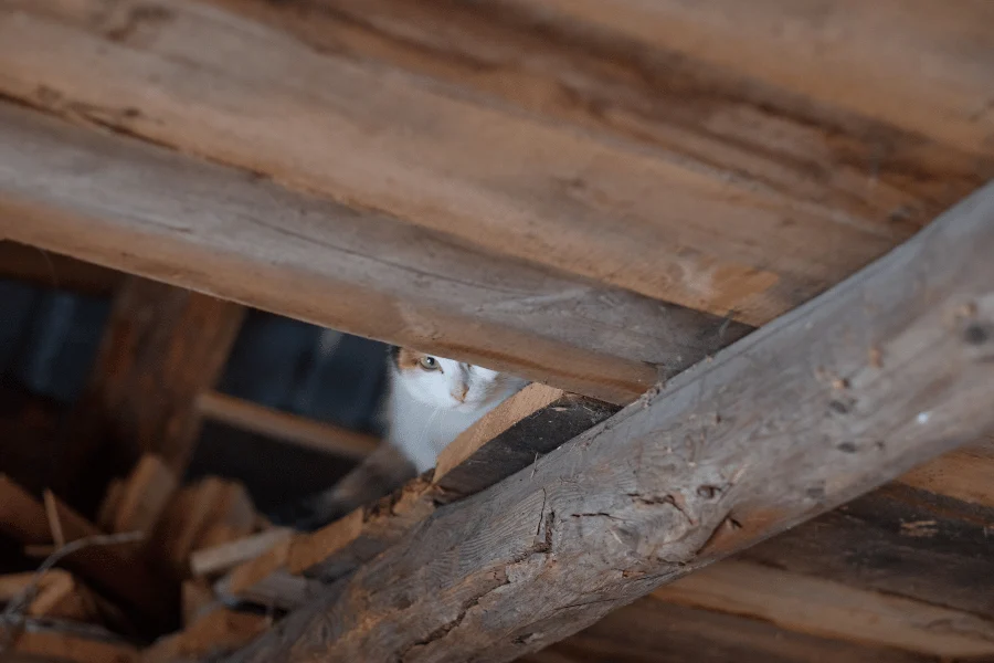 Crawl Space Mold Remediation